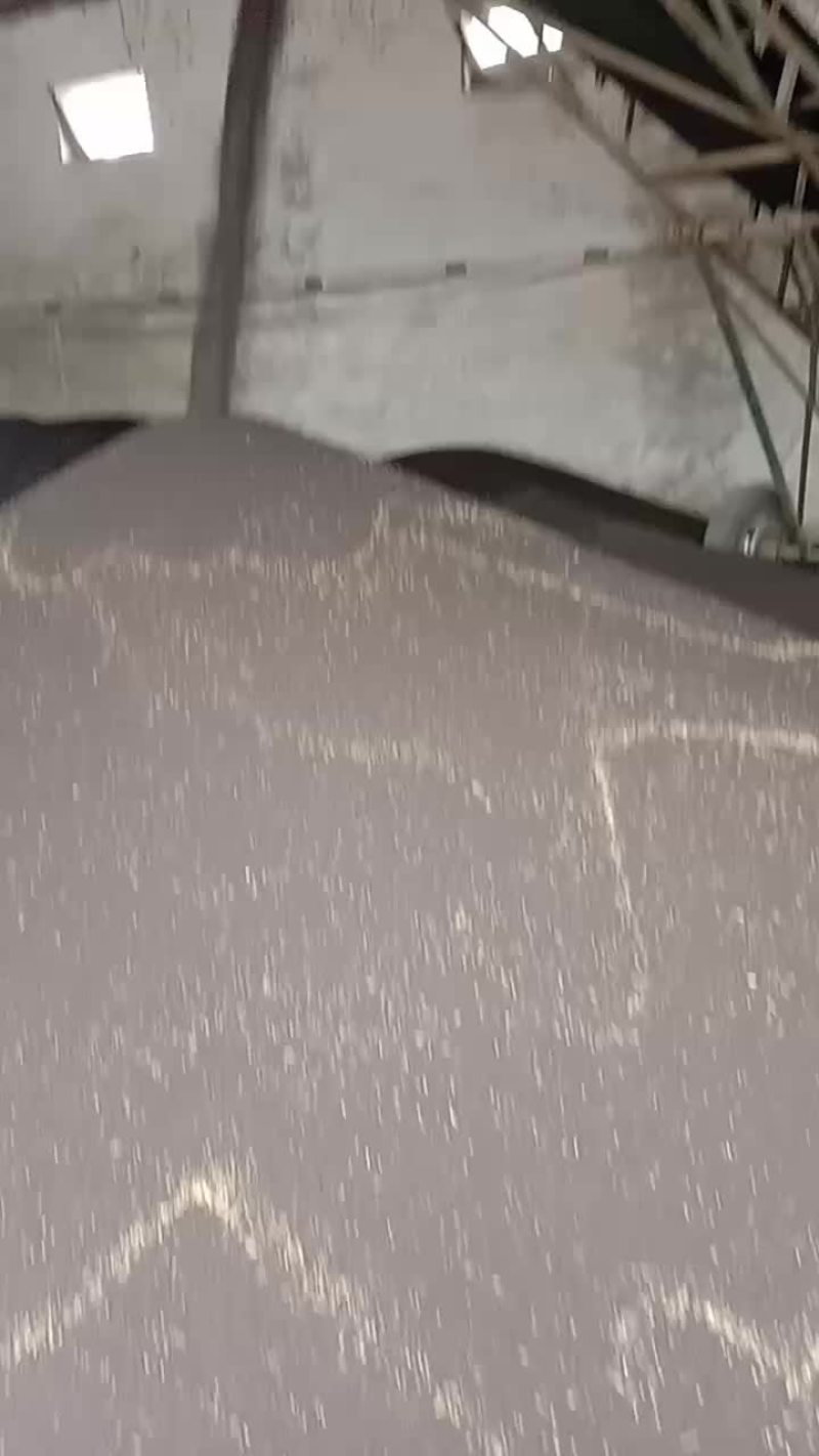 本地的油菜籽大量上市了有看到的朋友联系