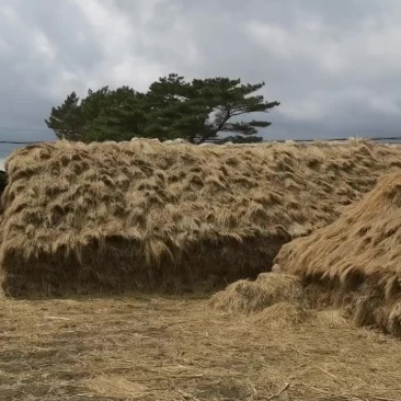 精品长稻草