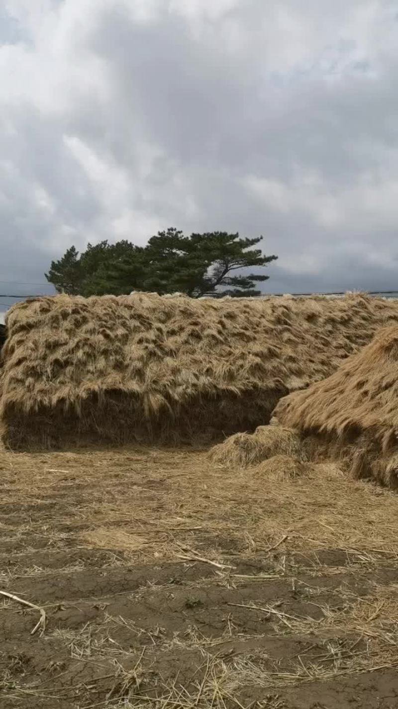 精品长稻草