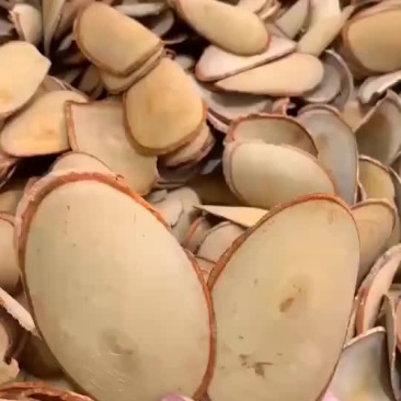 马来西亚红东革阿里