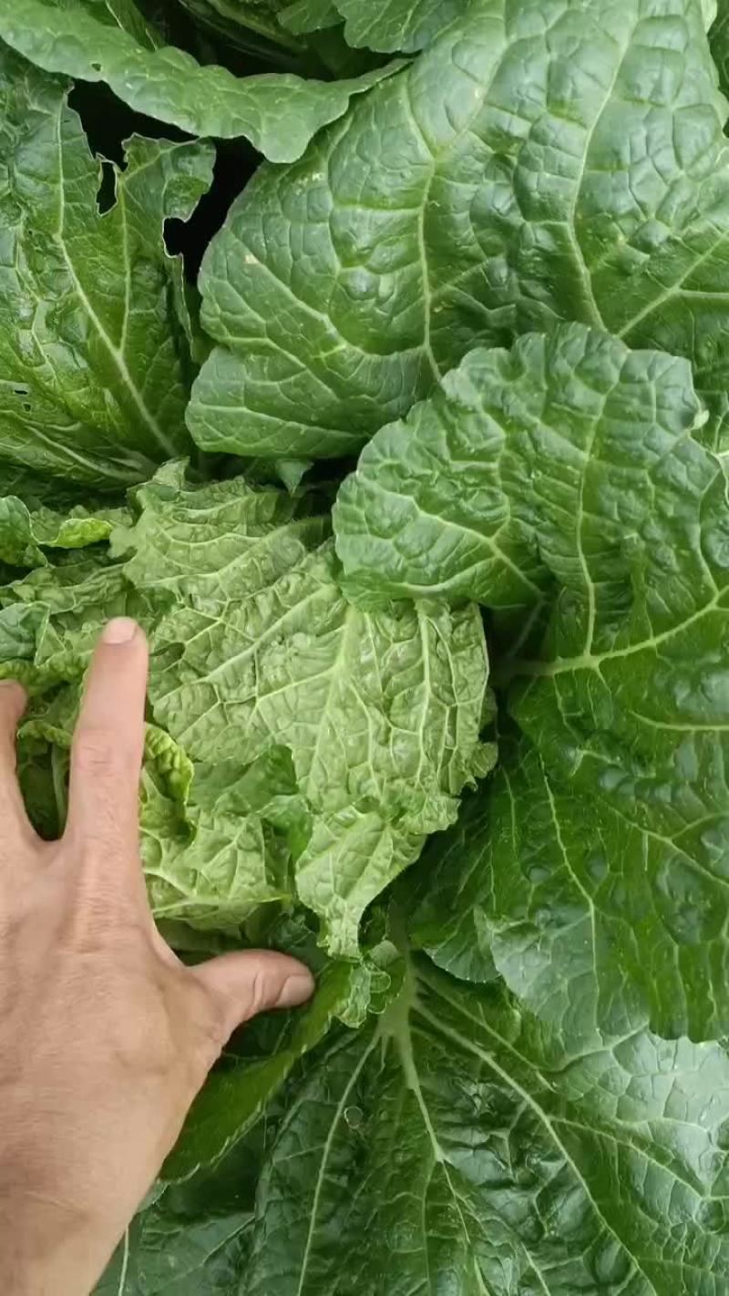 精品白菜，基地直发，量大从优