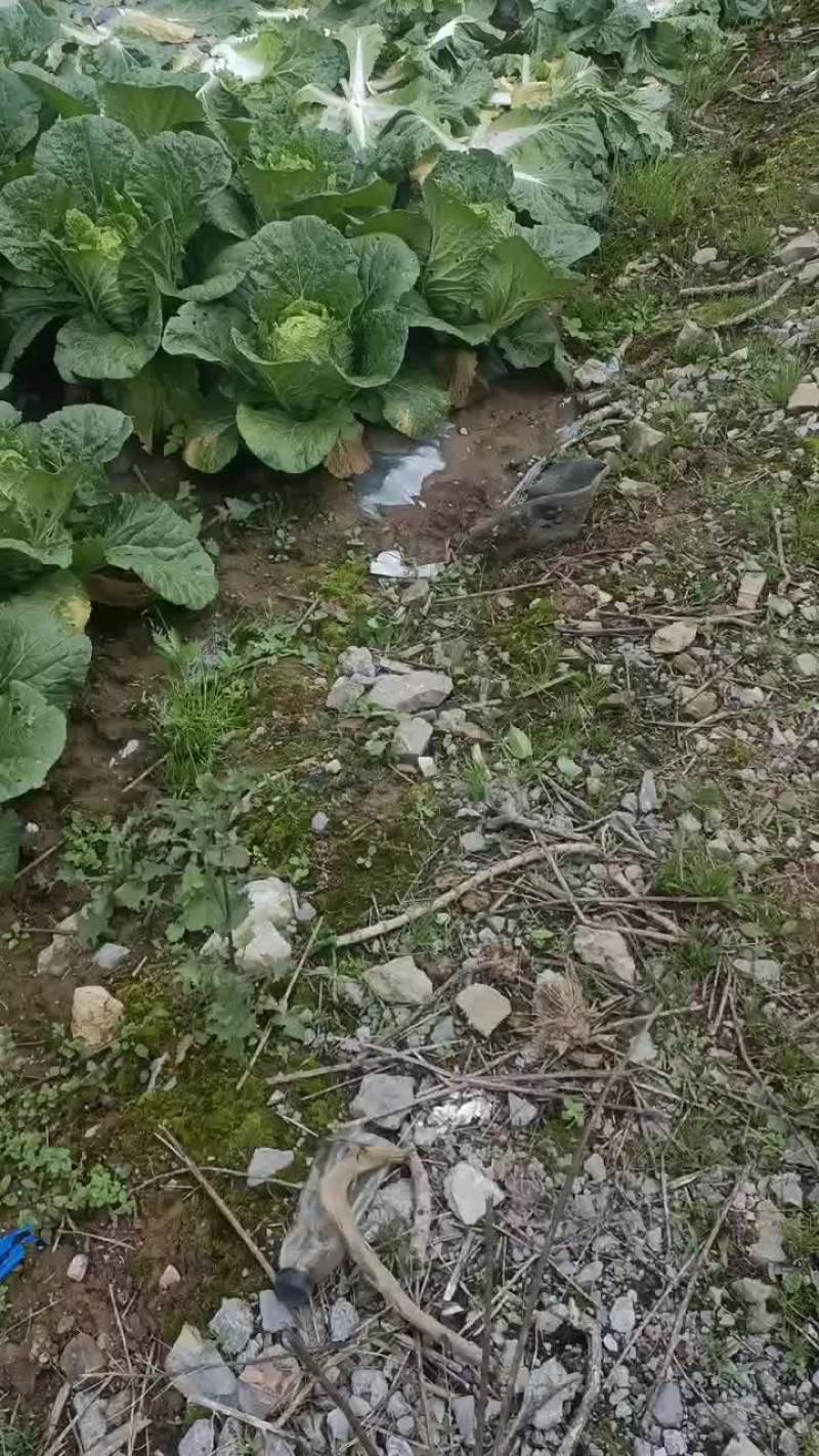 精品白菜，基地直发，量大从优