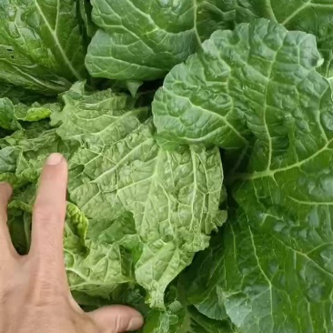 精品白菜，基地直发，量大从优