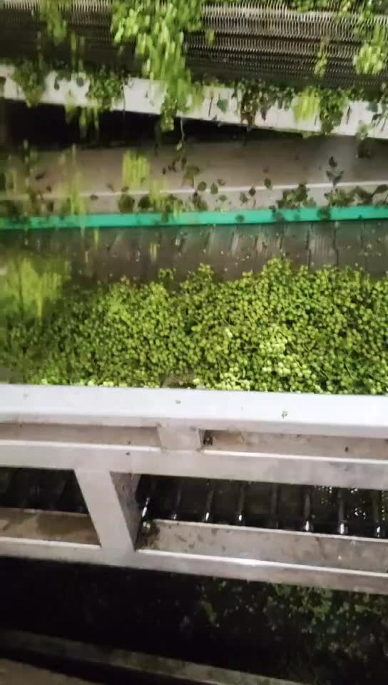保鲜椒