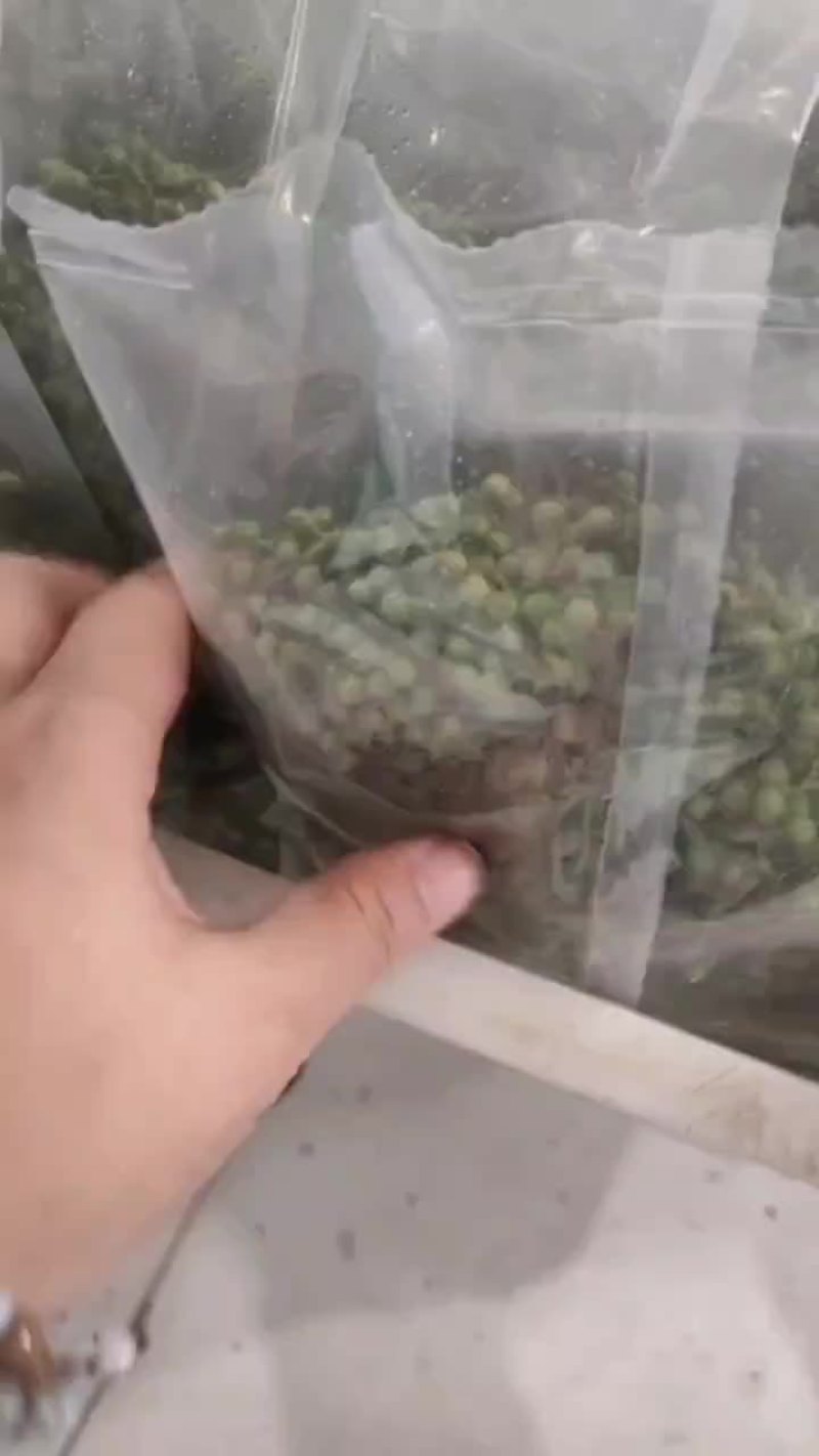 保鲜椒
