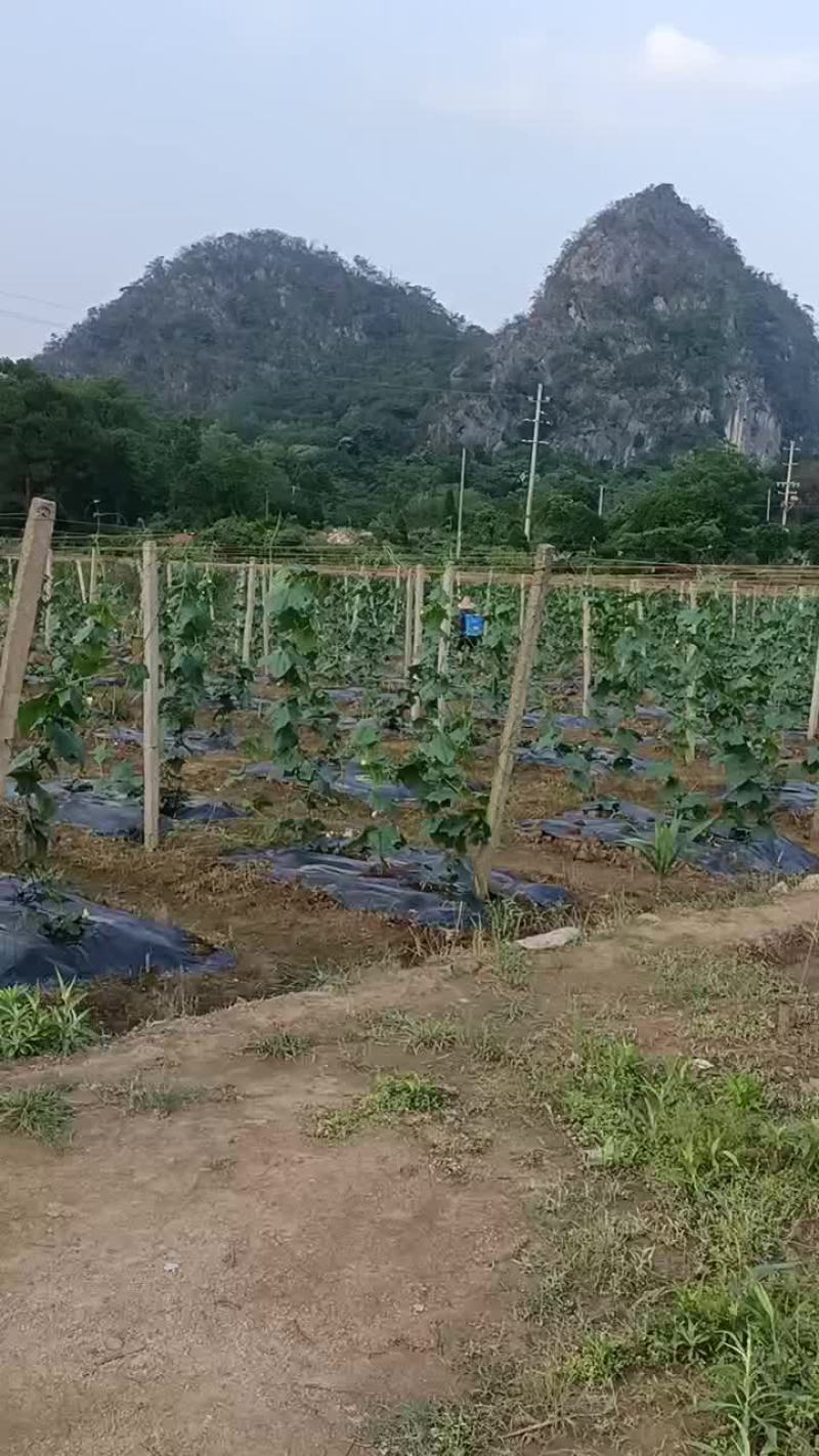 丝瓜