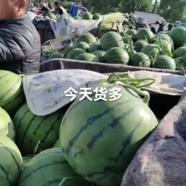 今日包上车，一块四，体型好，七斤打底