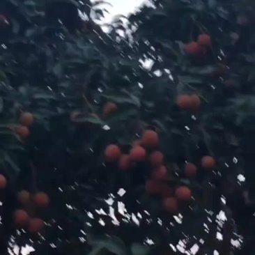荔枝高州根子镇产地果园