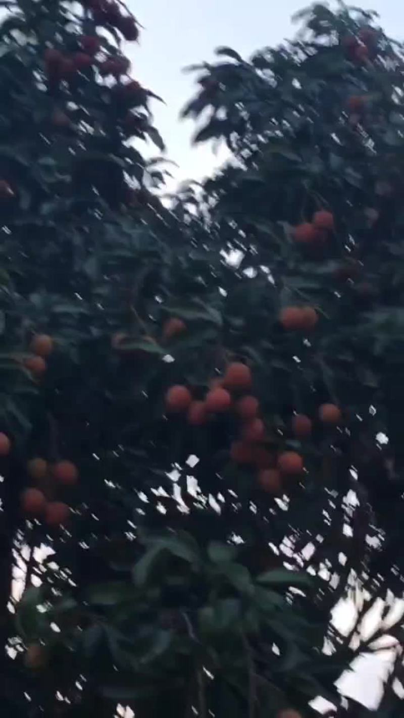 荔枝高州根子镇产地果园