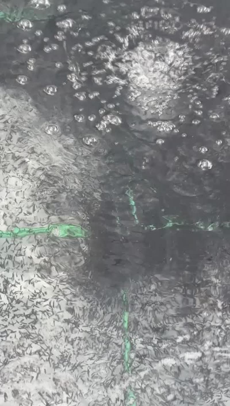 牛蛙苗