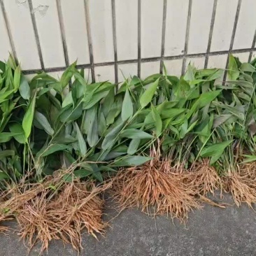 新鲜全草淡竹叶，可预订货全国发货欢迎来电咨询