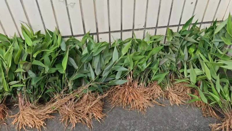 新鲜全草淡竹叶，可预订货全国发货欢迎来电咨询