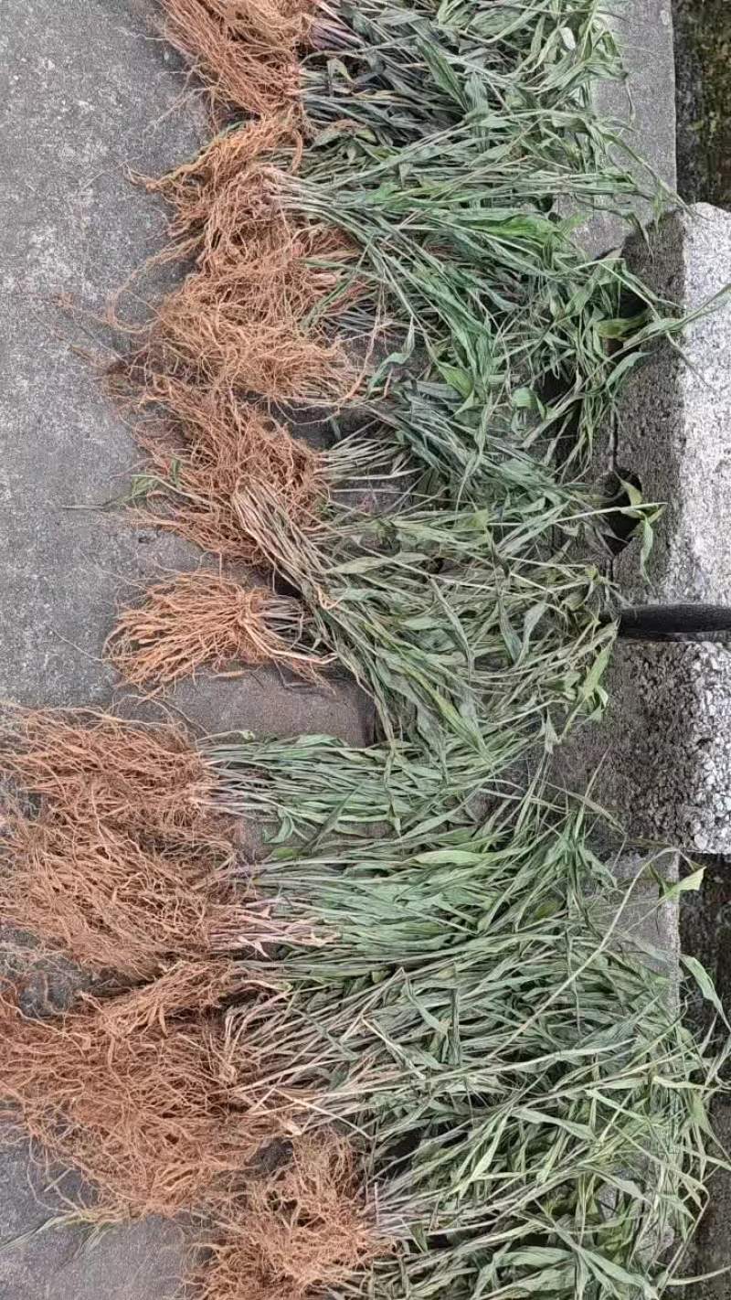新鲜全草淡竹叶，可预订货全国发货欢迎来电咨询