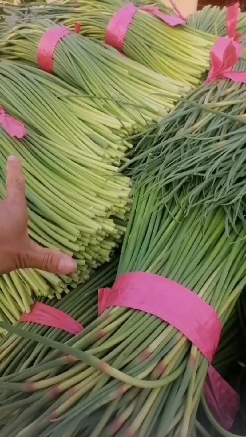 蒜苔