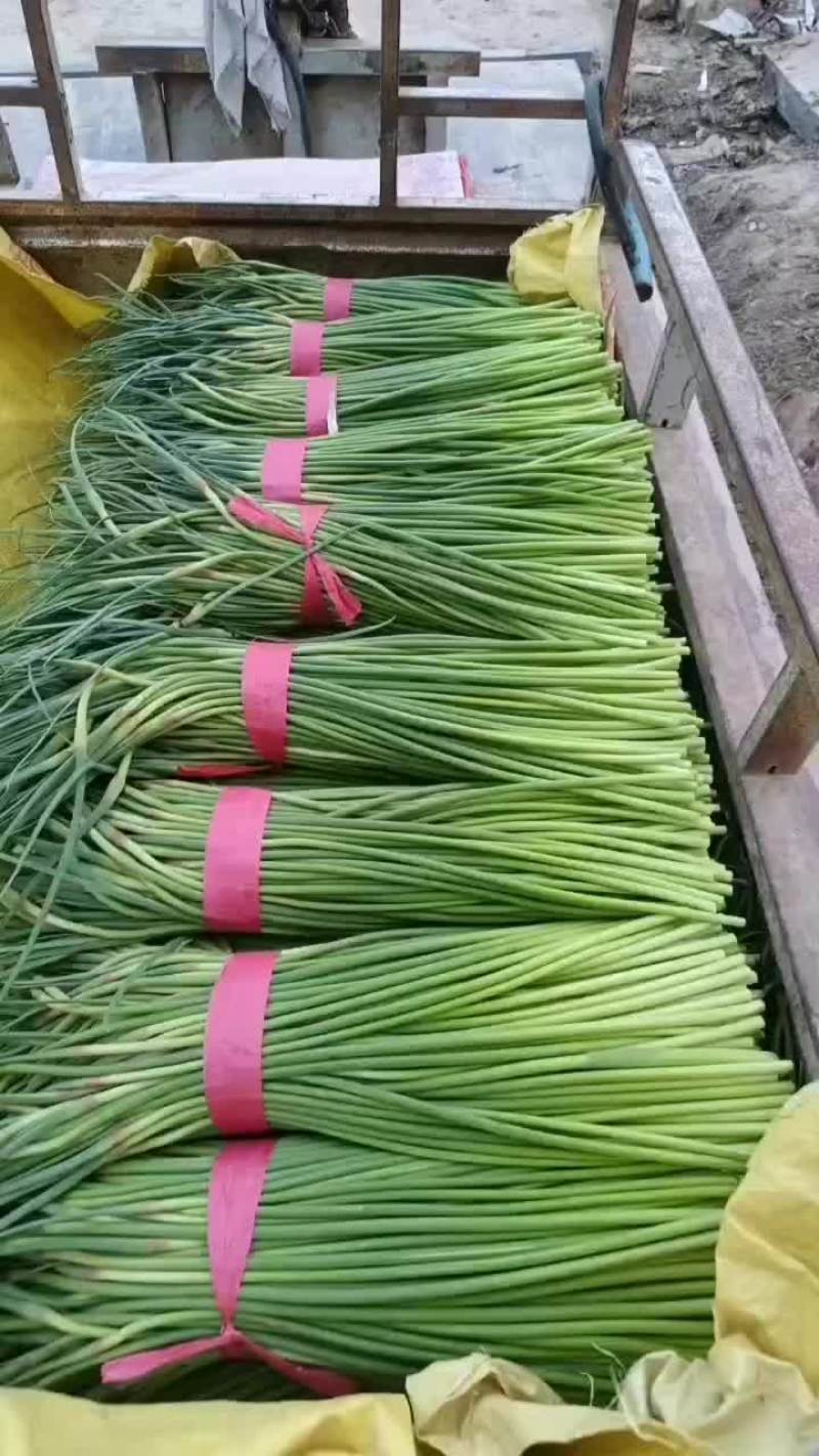 蒜苔