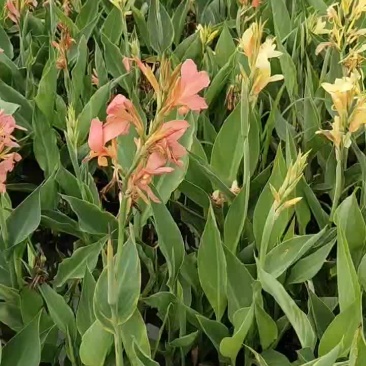 绿化植物美人蕉