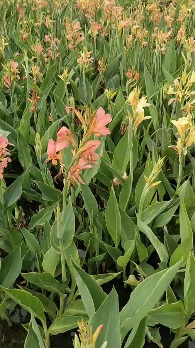 绿化植物美人蕉