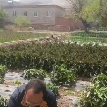 莴笋