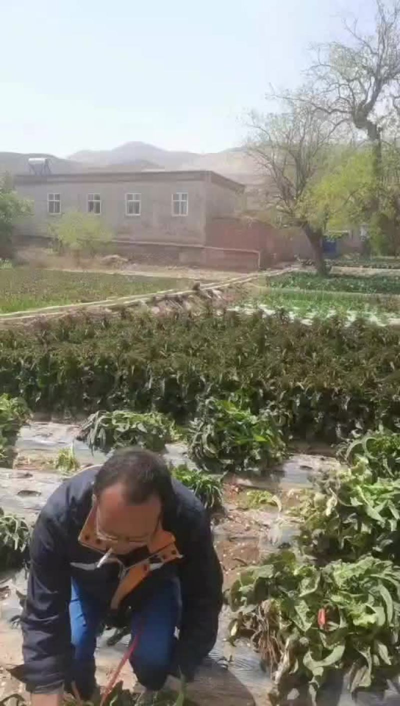 莴笋