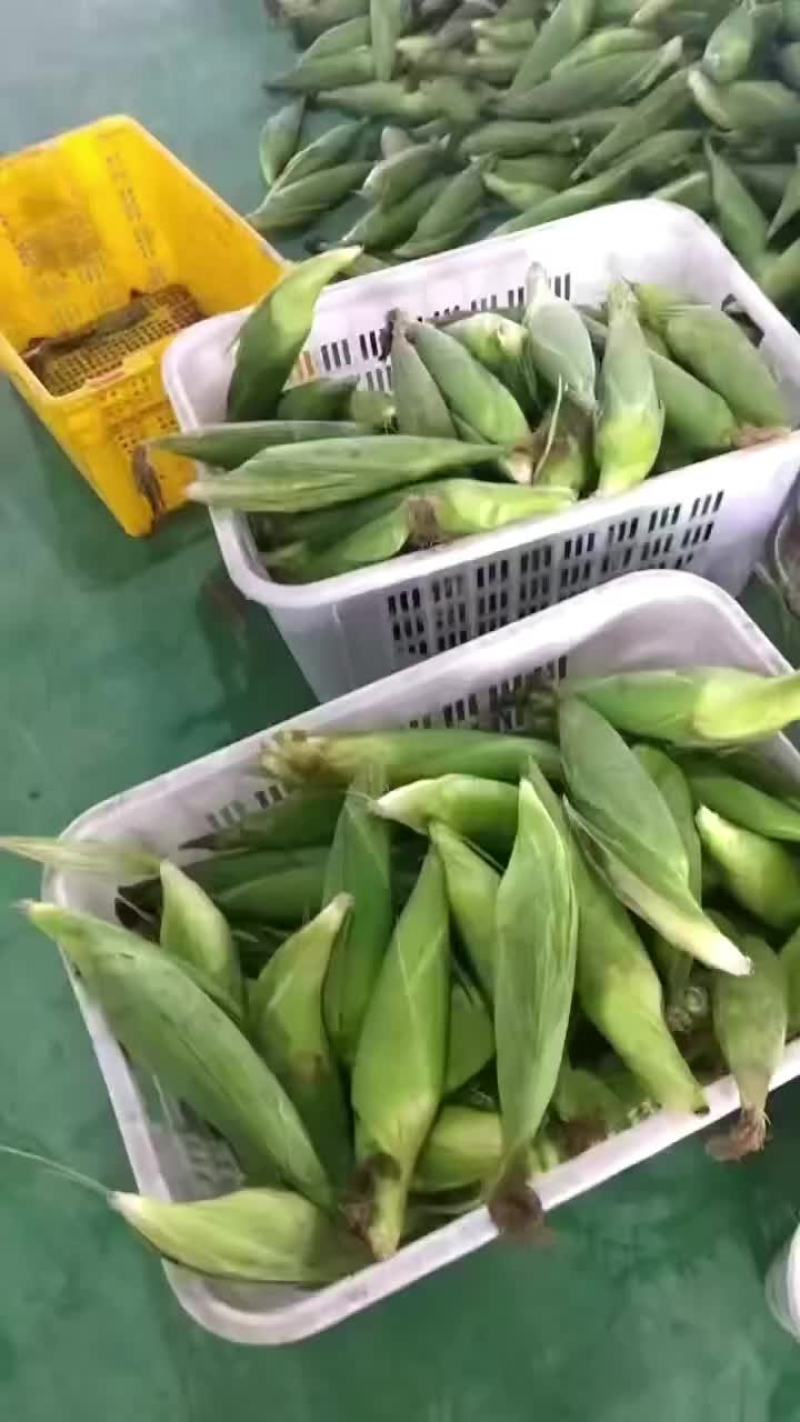 万糯2000，188大量上市，产地一手货源，品种齐全