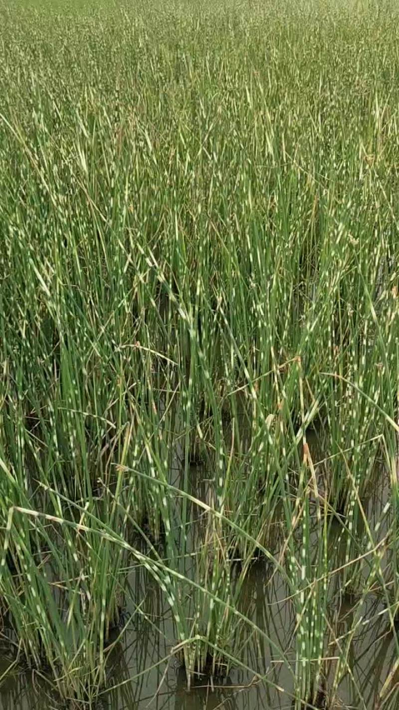 绿化水生植物水葱
