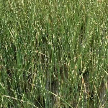 绿化水生植物水葱