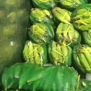 玉米玉米🌽