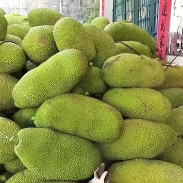 菠萝蜜