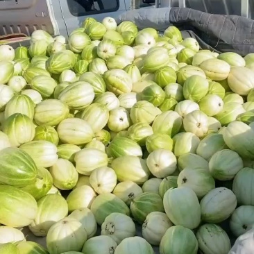 2茬金妃1元
