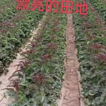 红叶莴笋大量上市