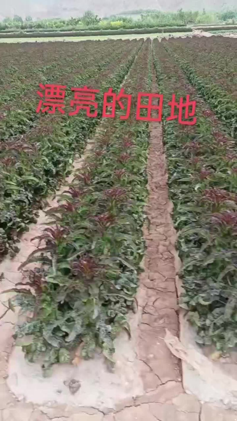 红叶莴笋大量上市