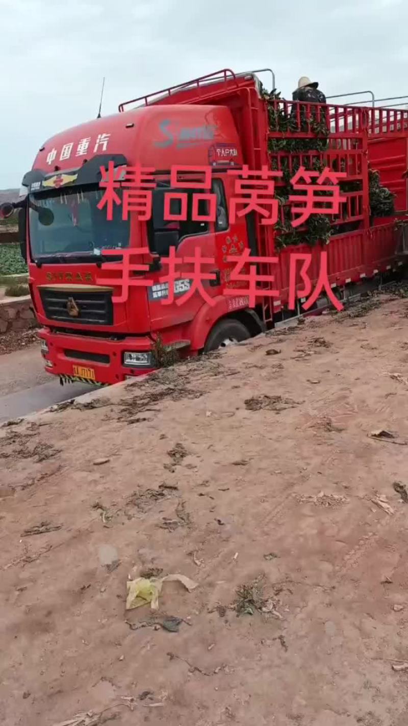 红叶莴笋大量上市