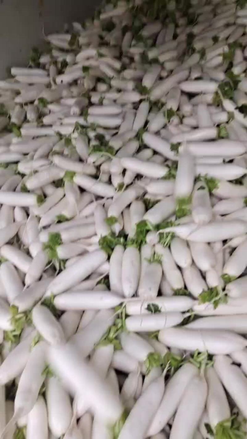 精品白萝卜天天有货