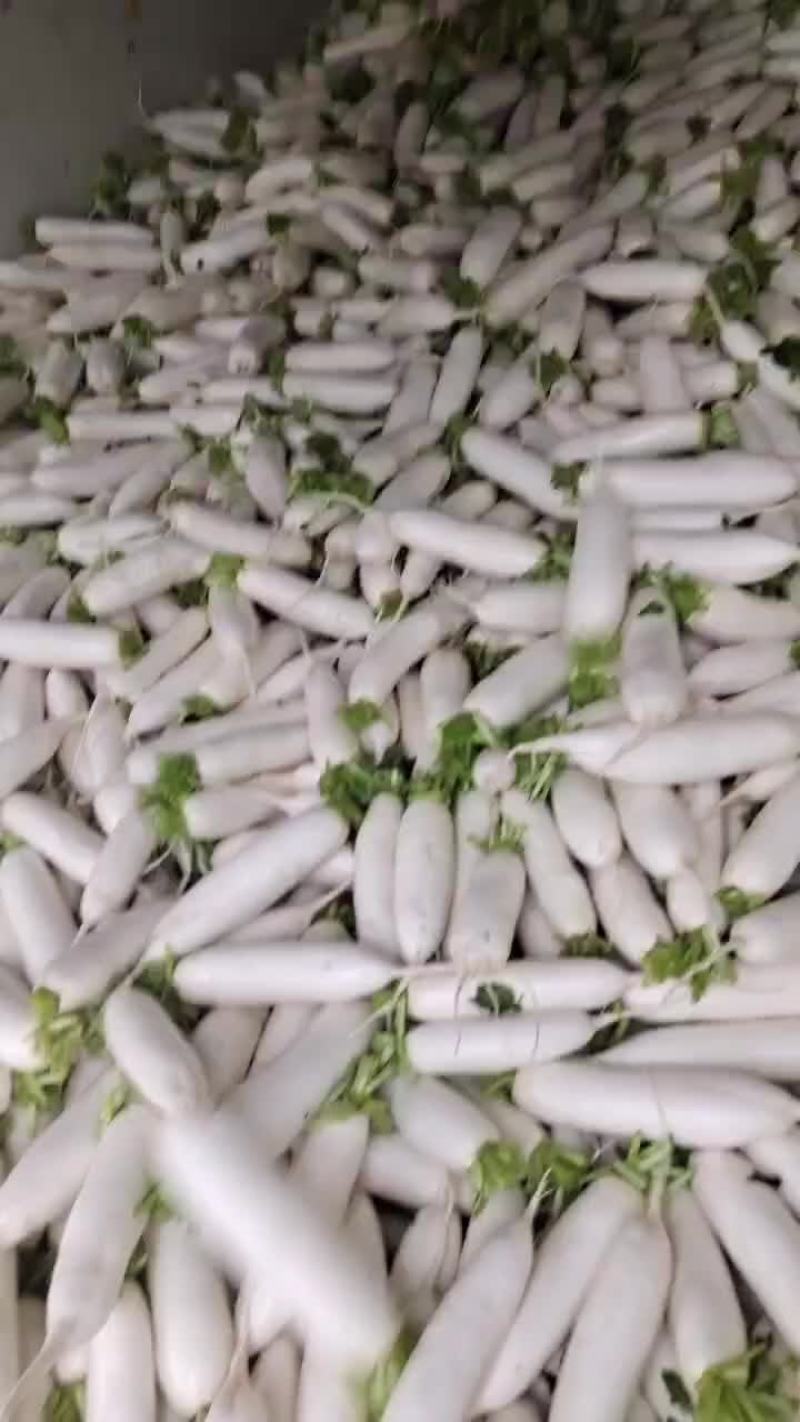 精品白萝卜天天有货