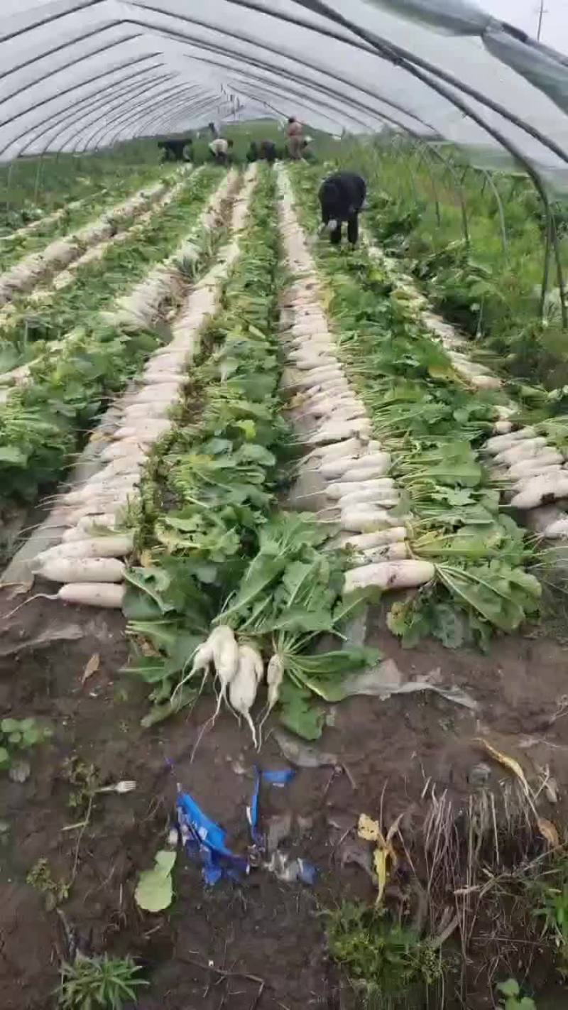 精品白萝卜天天有货