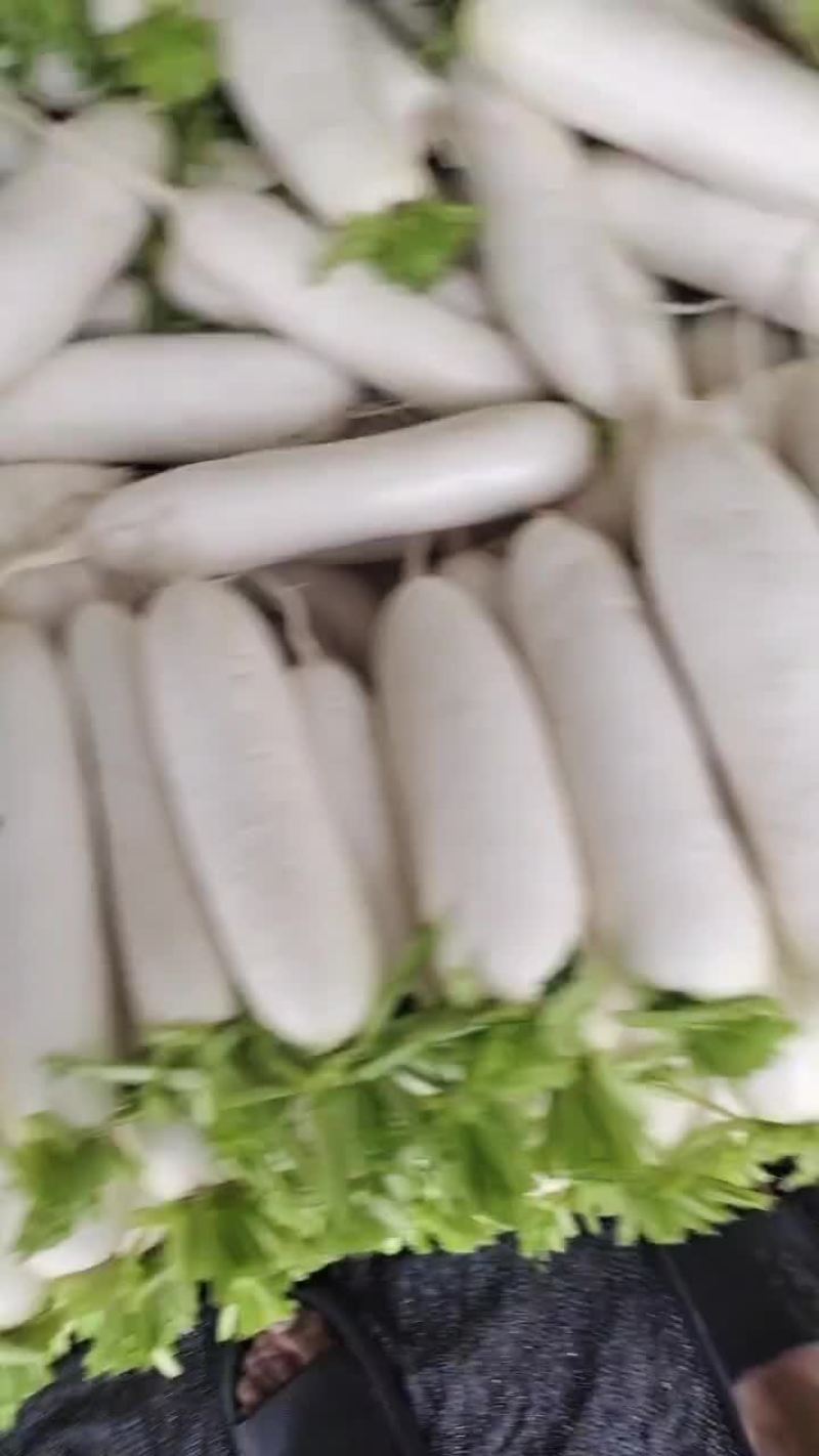 精品白萝卜天天有货