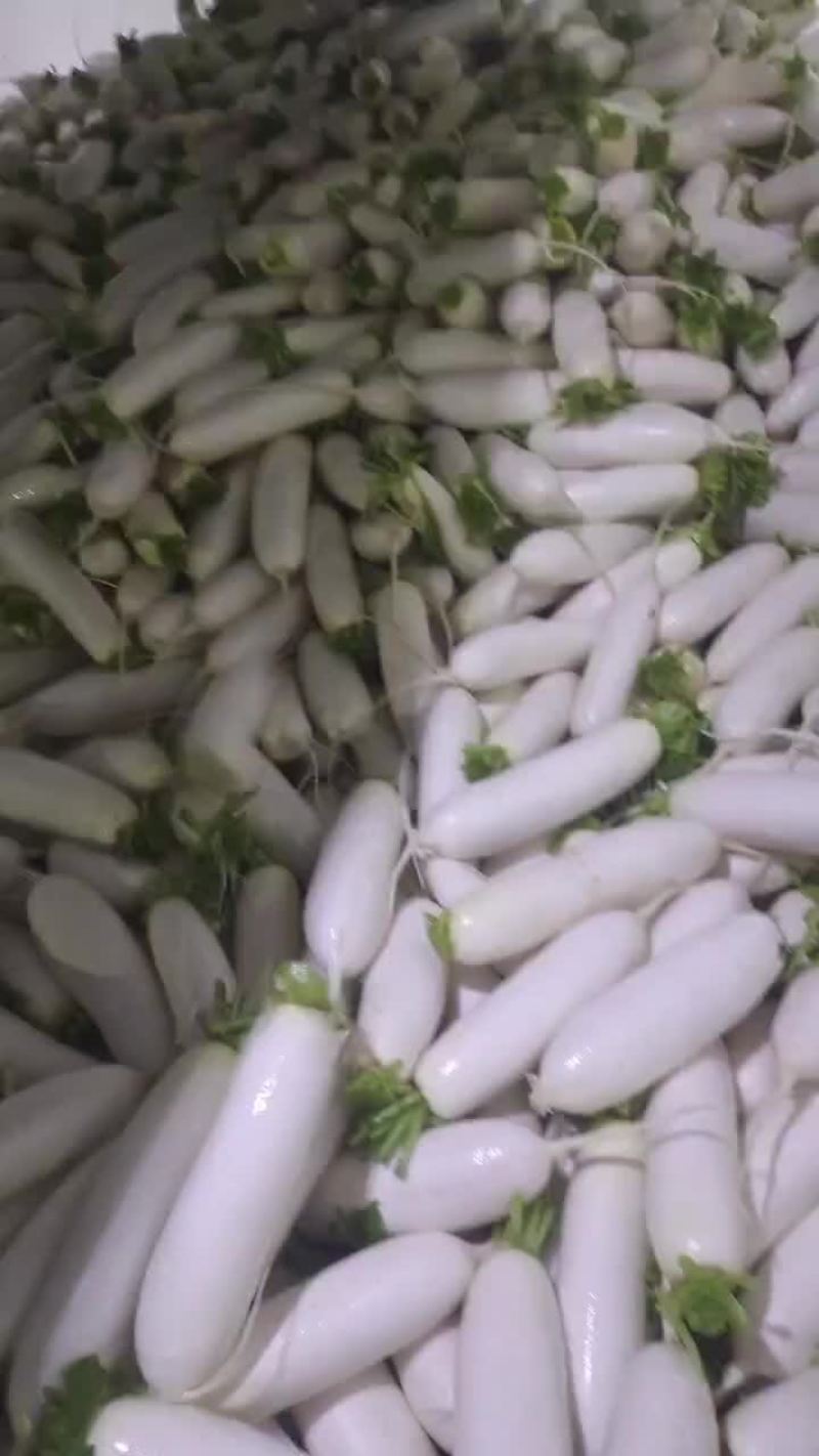 精品白萝卜天天有货