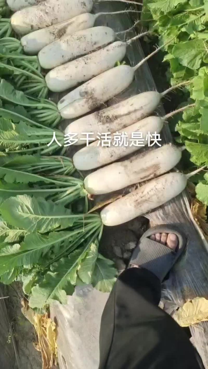 精品白萝卜天天有货