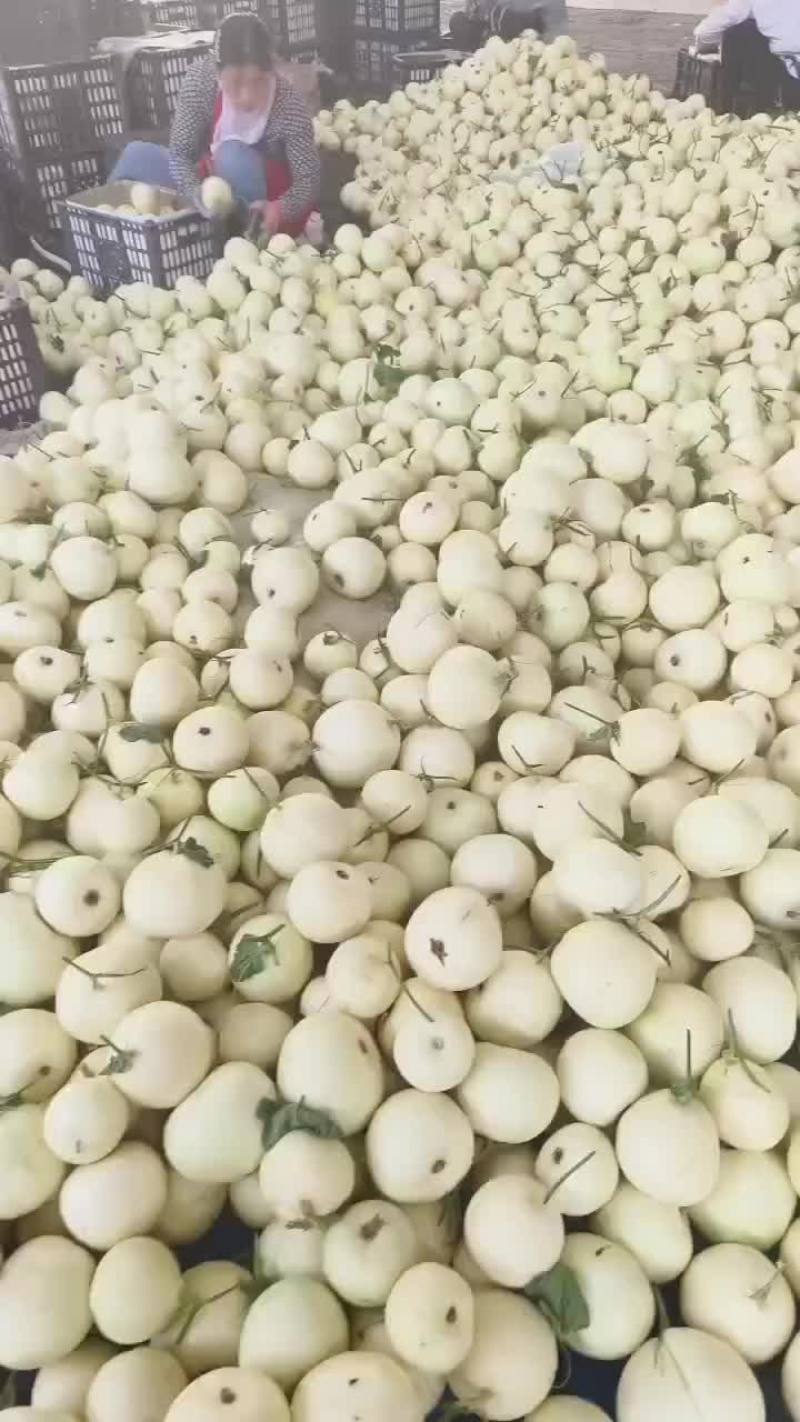 各种甜瓜大落价