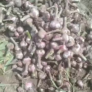 大量现货