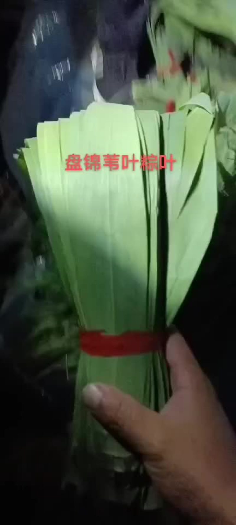 盘锦粽叶苇叶供货