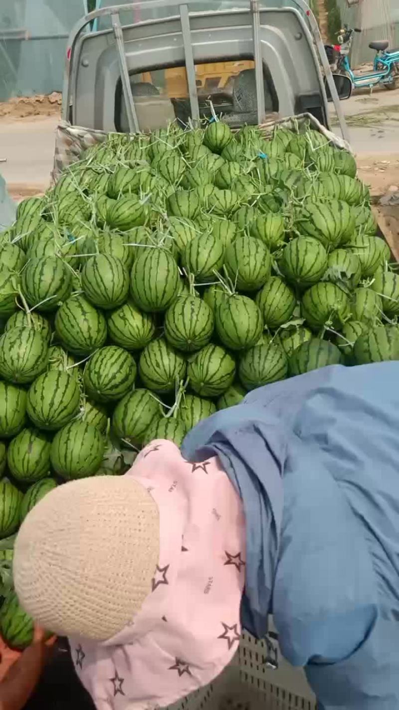 河北保定清苑万亩西瓜产地！礼品小吊瓜，2K系列，600系