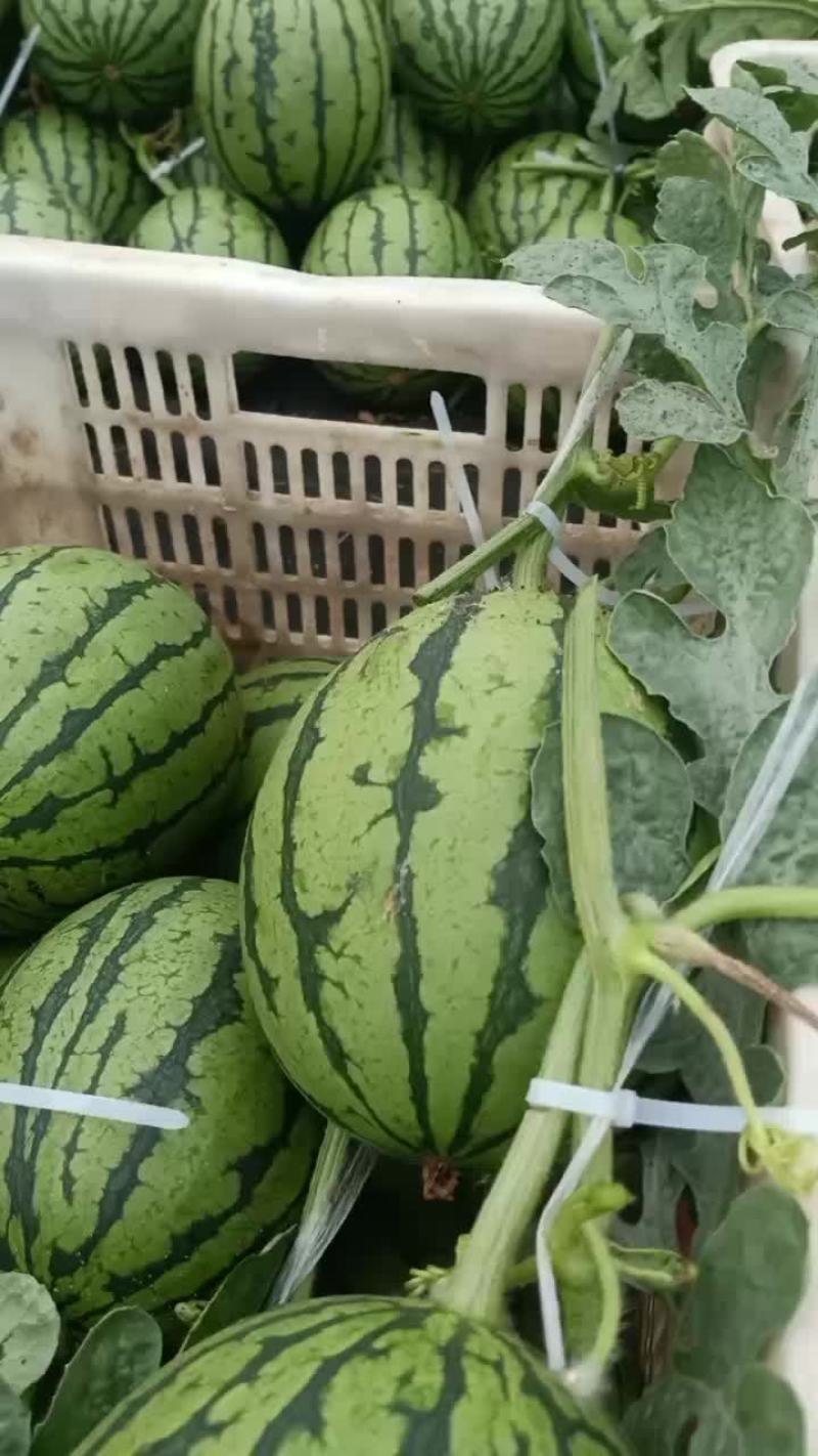 河北保定清苑万亩西瓜产地！礼品小吊瓜，2K系列，600系