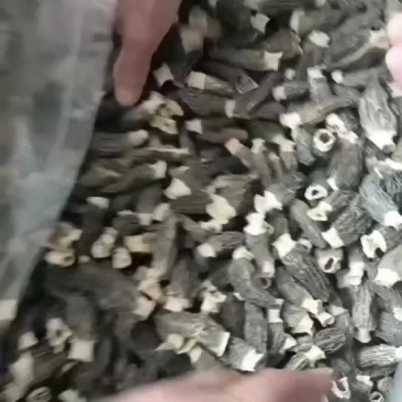 羊肚菌，干货羊肚菌各种规格，产地批发零售