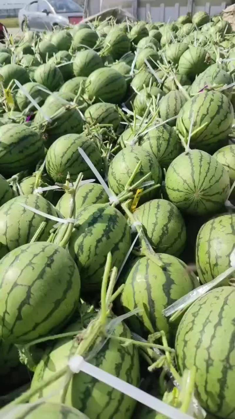 礼品小西瓜二茬