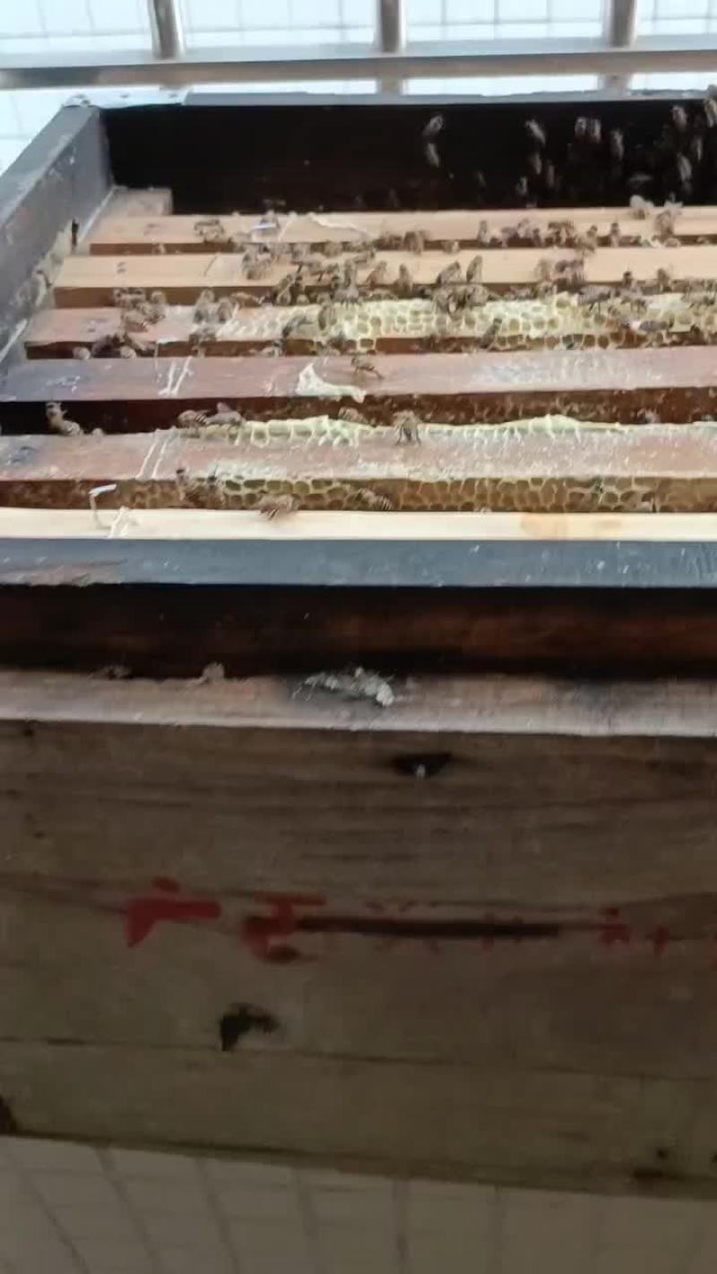 蜜蜂出售。