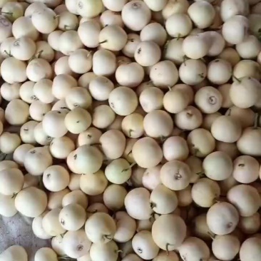 乐亭县冷棚二茬甜瓜大量上市品种齐全口感不错