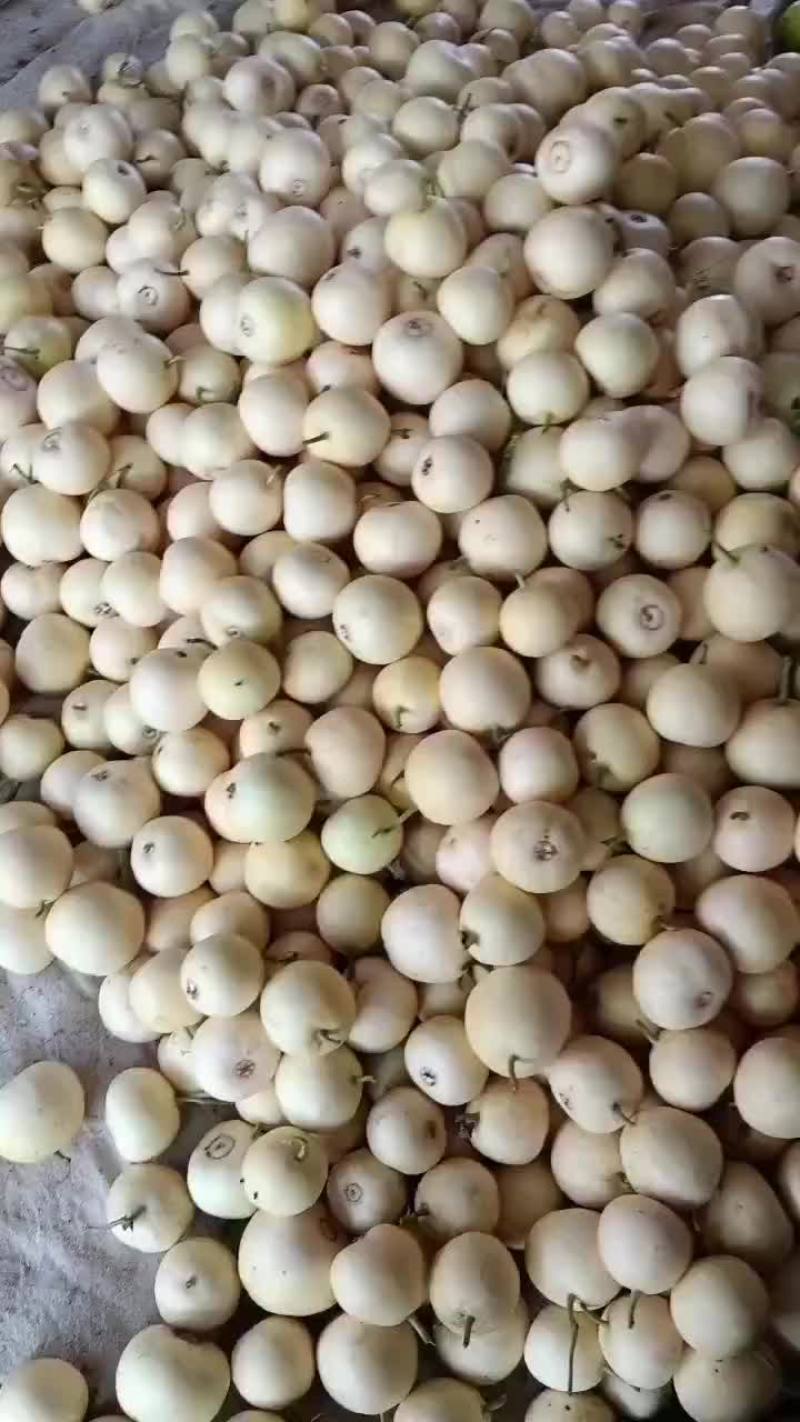 乐亭县冷棚二茬甜瓜大量上市品种齐全口感不错