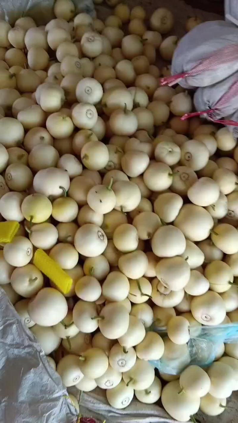 乐亭县冷棚二茬甜瓜大量上市品种齐全口感不错