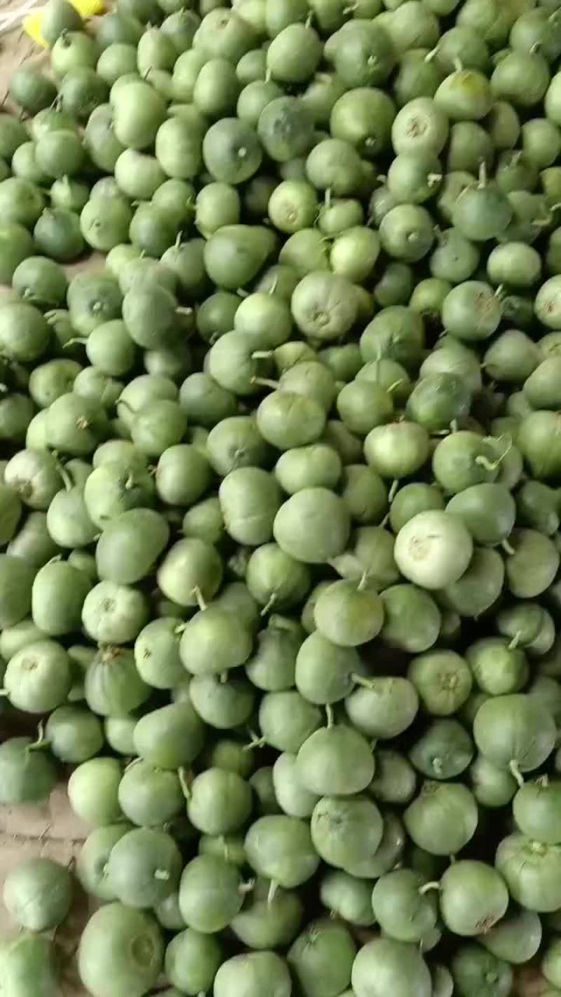 乐亭县冷棚二茬甜瓜大量上市品种齐全口感不错